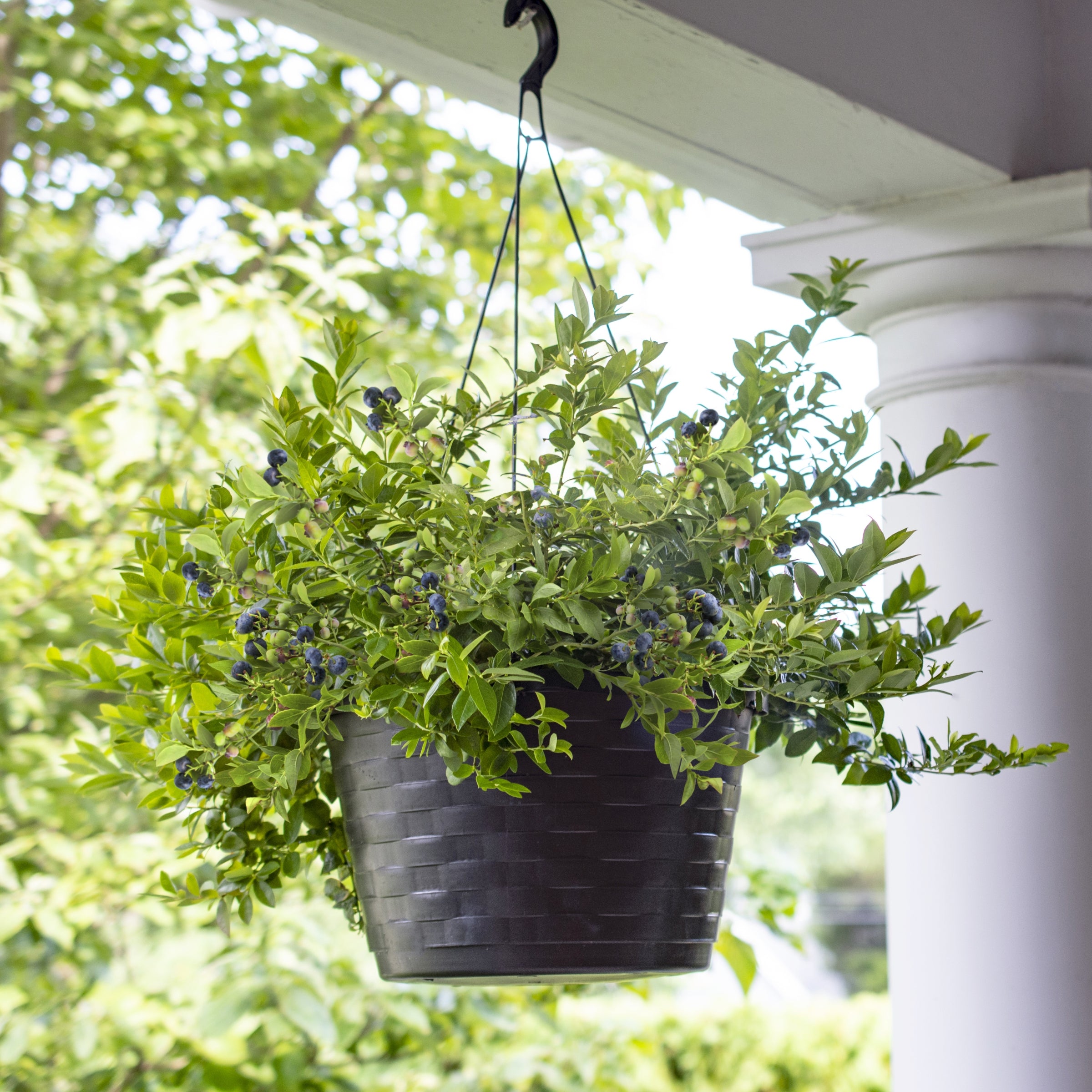 Vaccinium 'Midnight Cascade' Blueberry - 1 Gallon Pot