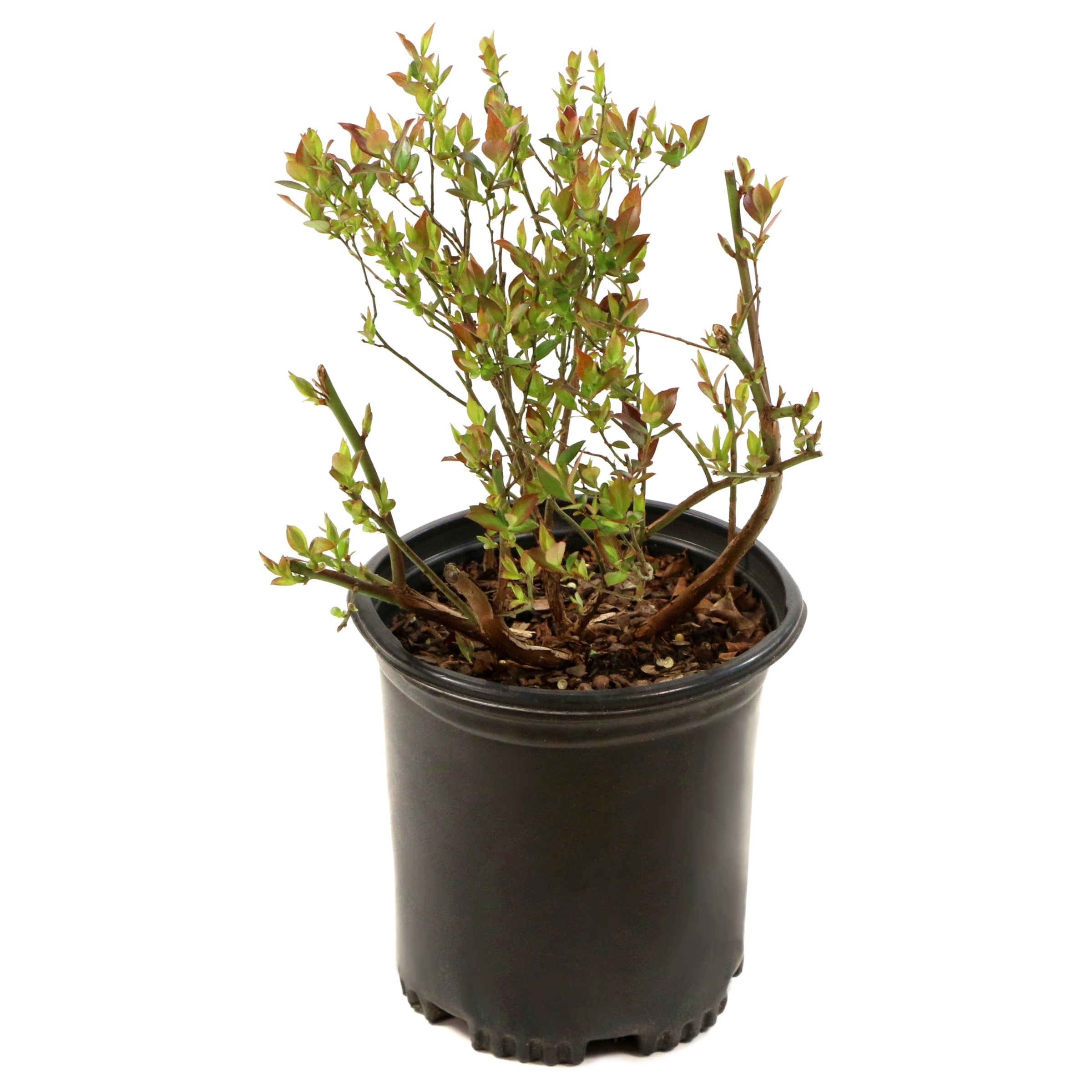 Vaccinium 'Midnight Cascade' Blueberry - 1 Gallon Pot