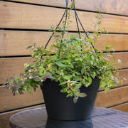Vaccinium 'Sapphire Cascade' Blueberry - 1 Gallon Pot