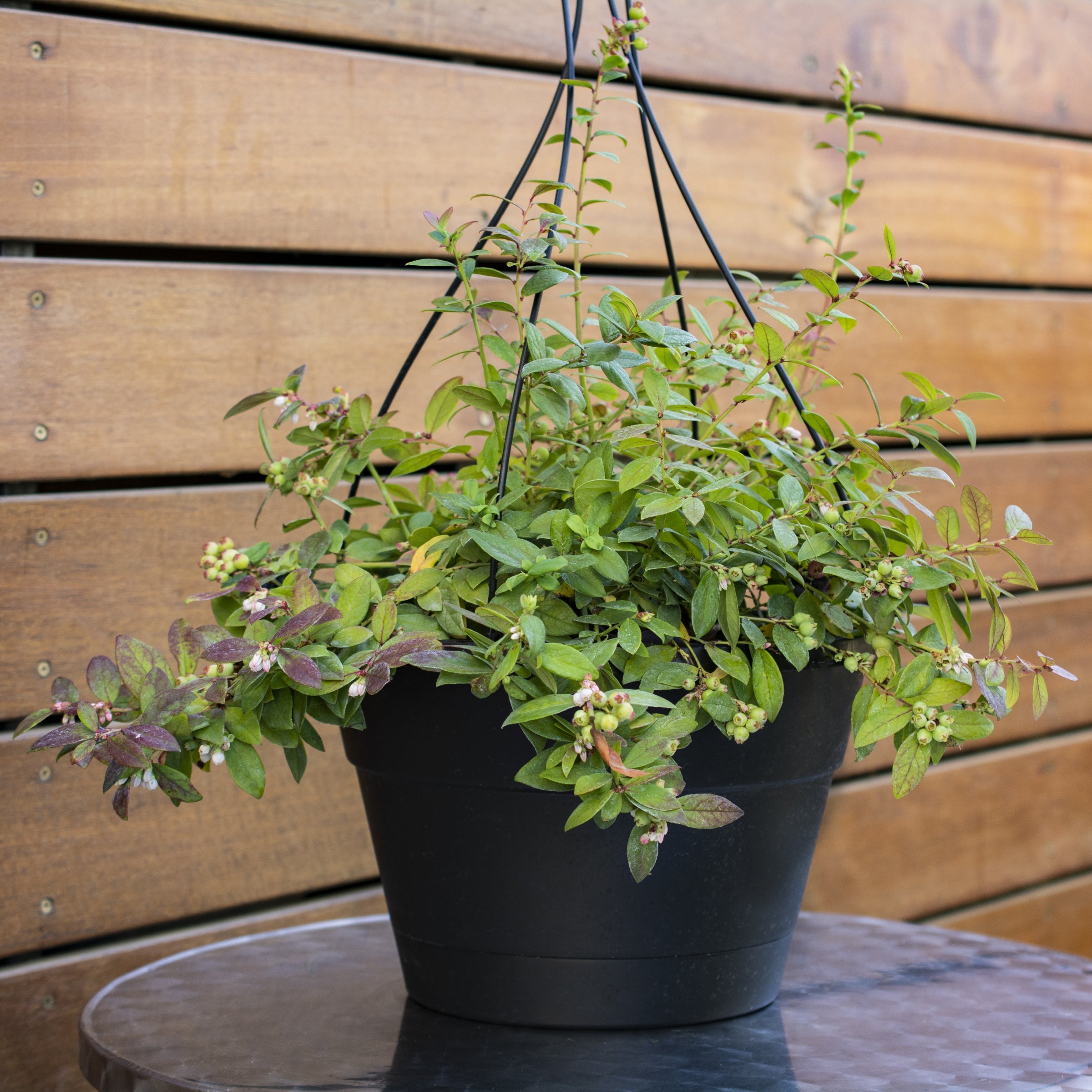 Vaccinium 'Sapphire Cascade' Blueberry - 1 Gallon Pot