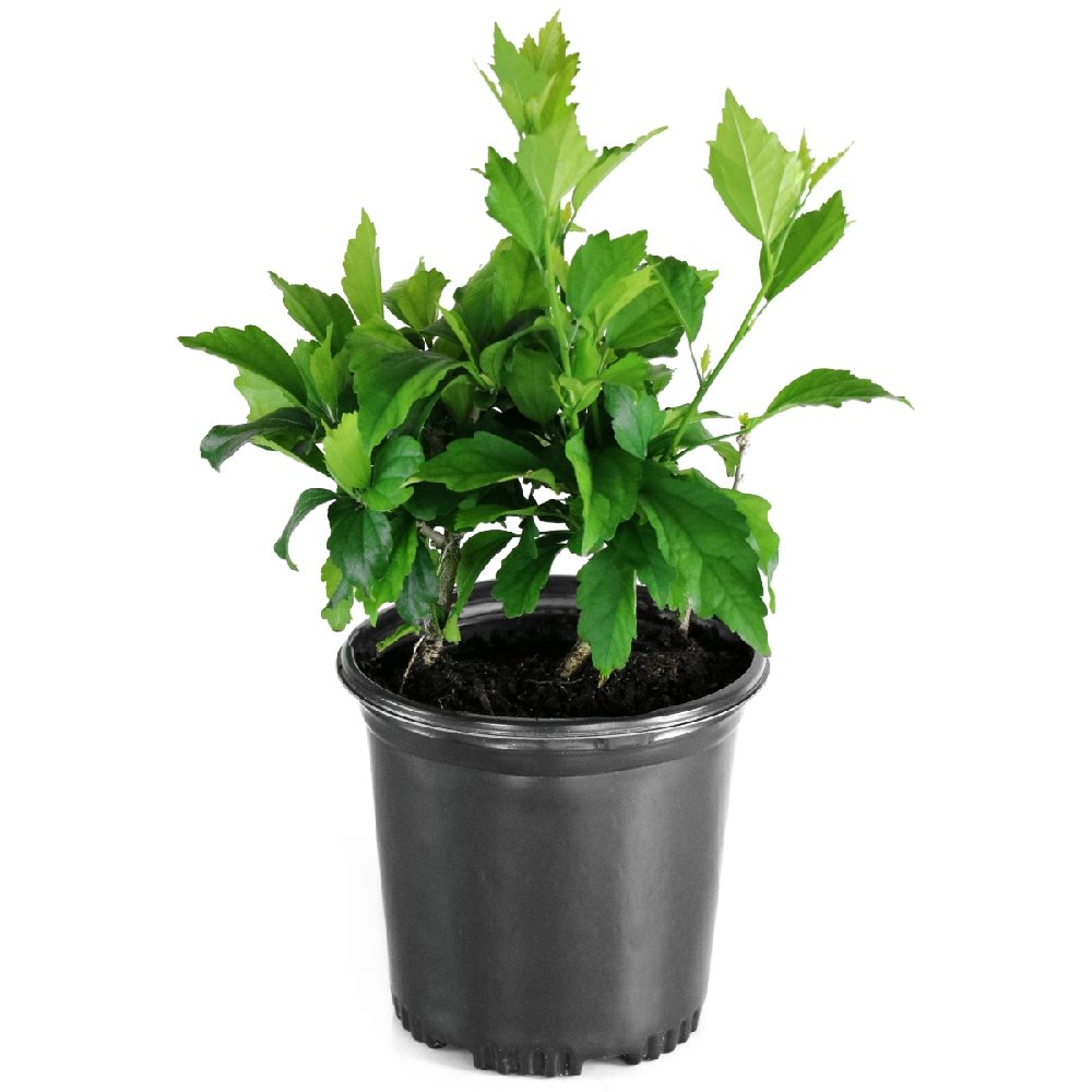 Hibiscus Luna Multicolored   - 1 Gallon Pot