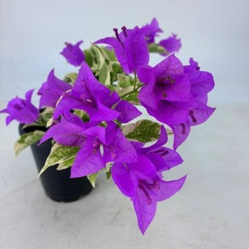 Bougainvillea 'Blueberry Ice' - 4" Pot