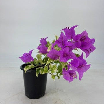 Bougainvillea 'Blueberry Ice' - 4" Pot