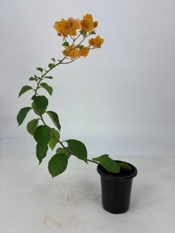 Bougainvillea 'California Gold' - 4" Pot