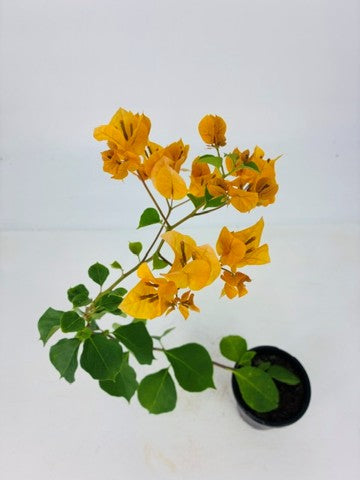 Bougainvillea 'California Gold' - 4" Pot
