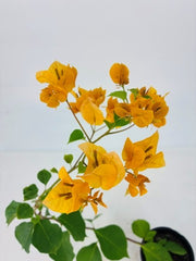 Bougainvillea 'California Gold' - 4" Pot