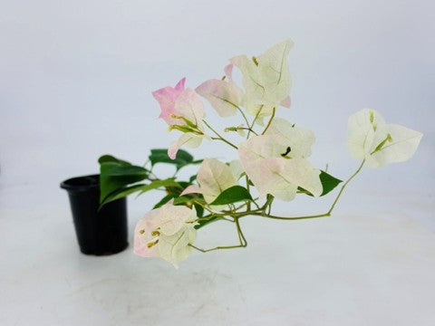 Bougainvillea 'Imperial Thai Delight' - 4" Pot