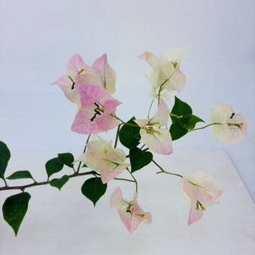 Bougainvillea 'Imperial Thai Delight' - 4" Pot