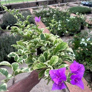 Bougainvillea 'Blueberry Ice' - 4" Pot