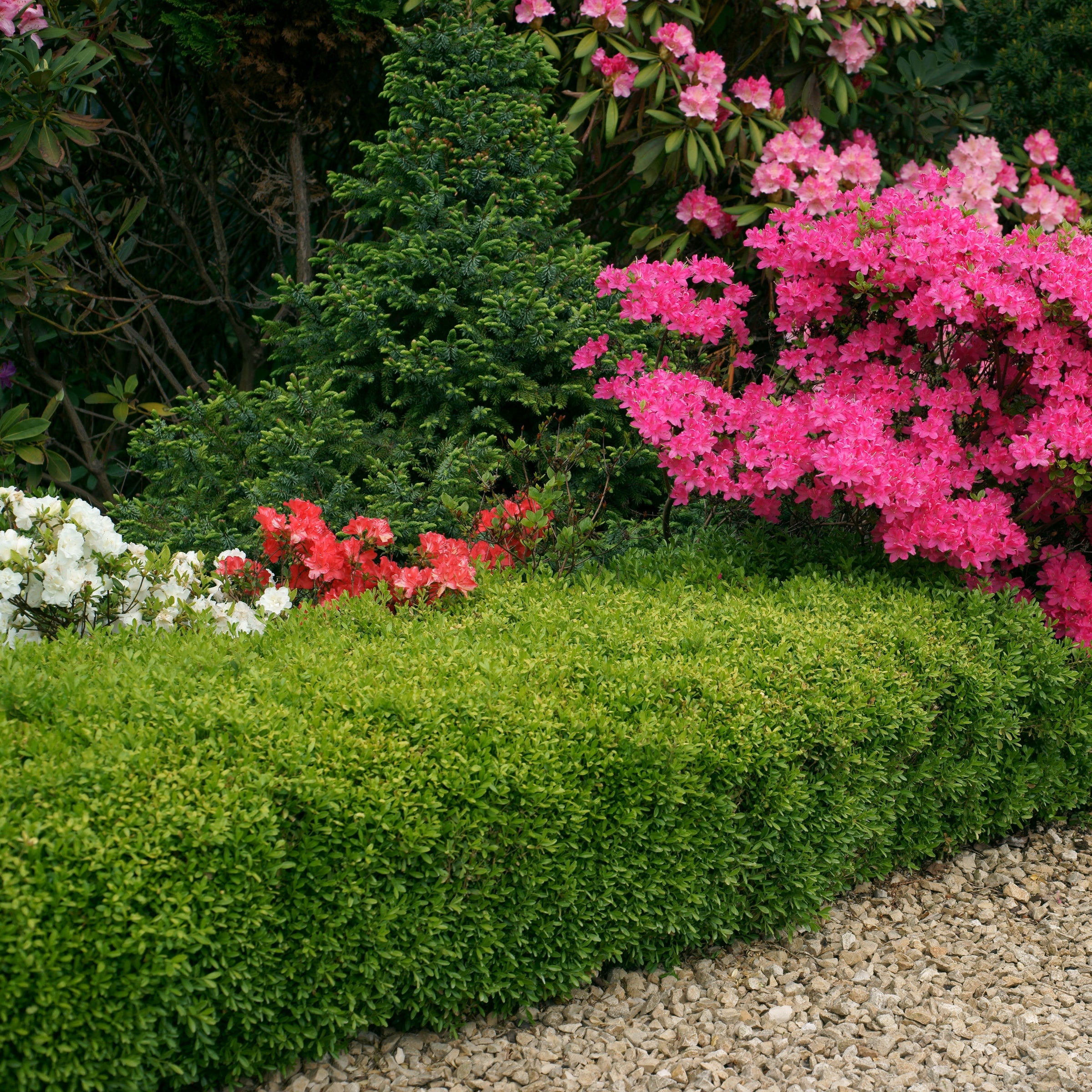 Boxwood Wintergreen - 3 Gallon Pot, THE BIG PLANT SALE