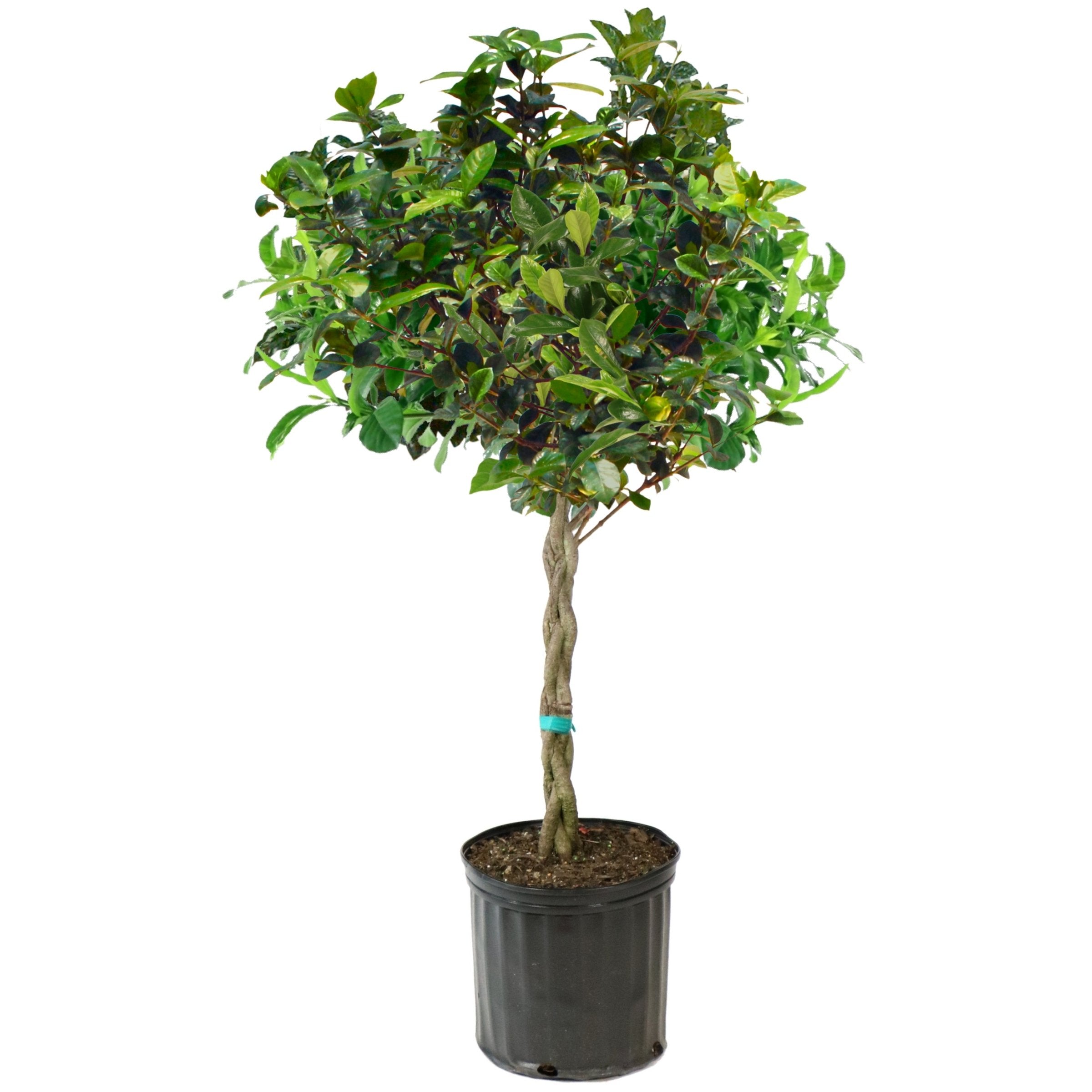 Braided 'Aimee' Gardenia Tree - 10