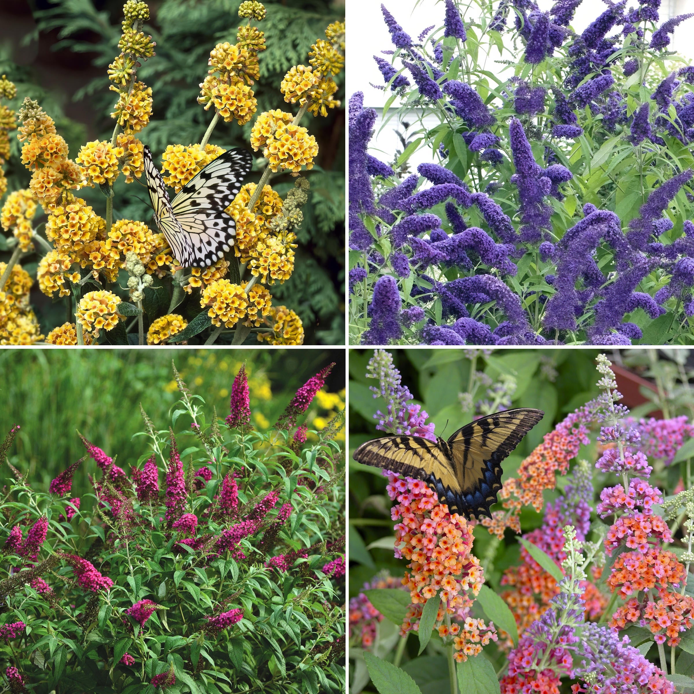 4-Piece Butterfly Bush Collection, 3.25" Pot