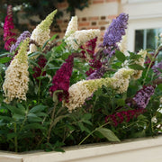2 Piece Buddleia, 3-N-1 Buzz™ Butterfly Bush - 4" Pots