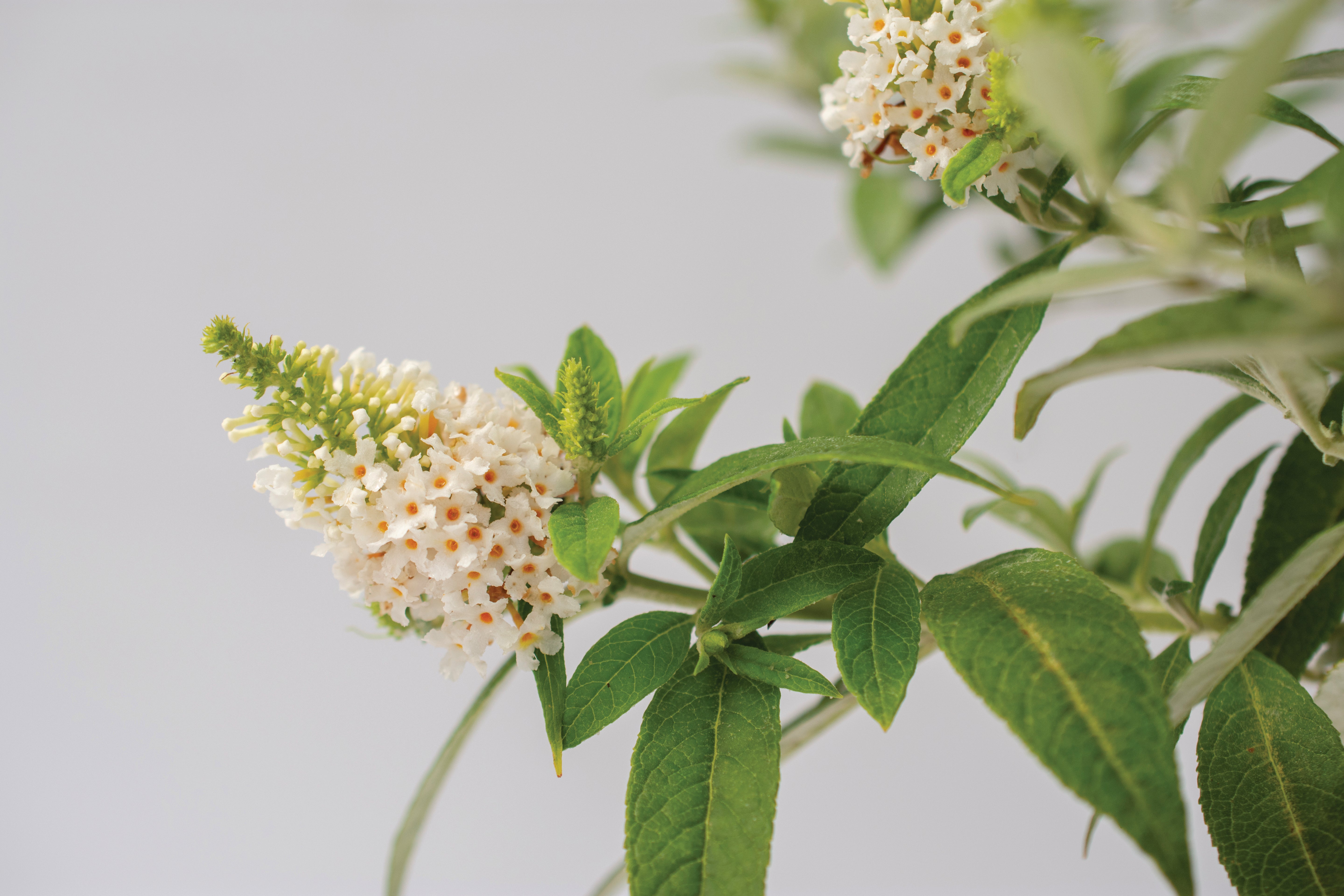 Buddleia - Dapper White Butterfly Bush - 3 Gallon (Pick Up Only)
