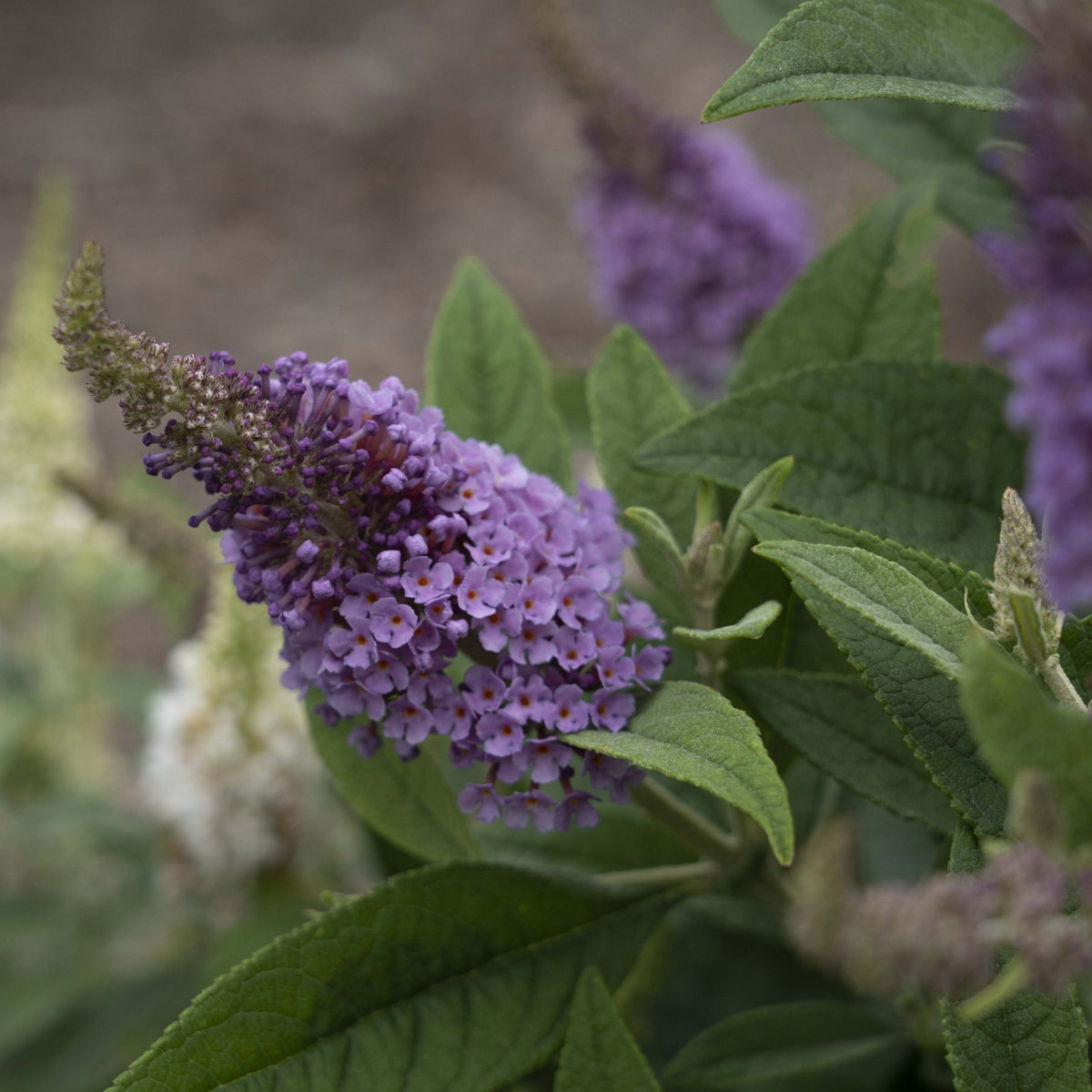 Buddleia Dapper™ Lavender Butterfly Bush - 4" Pot