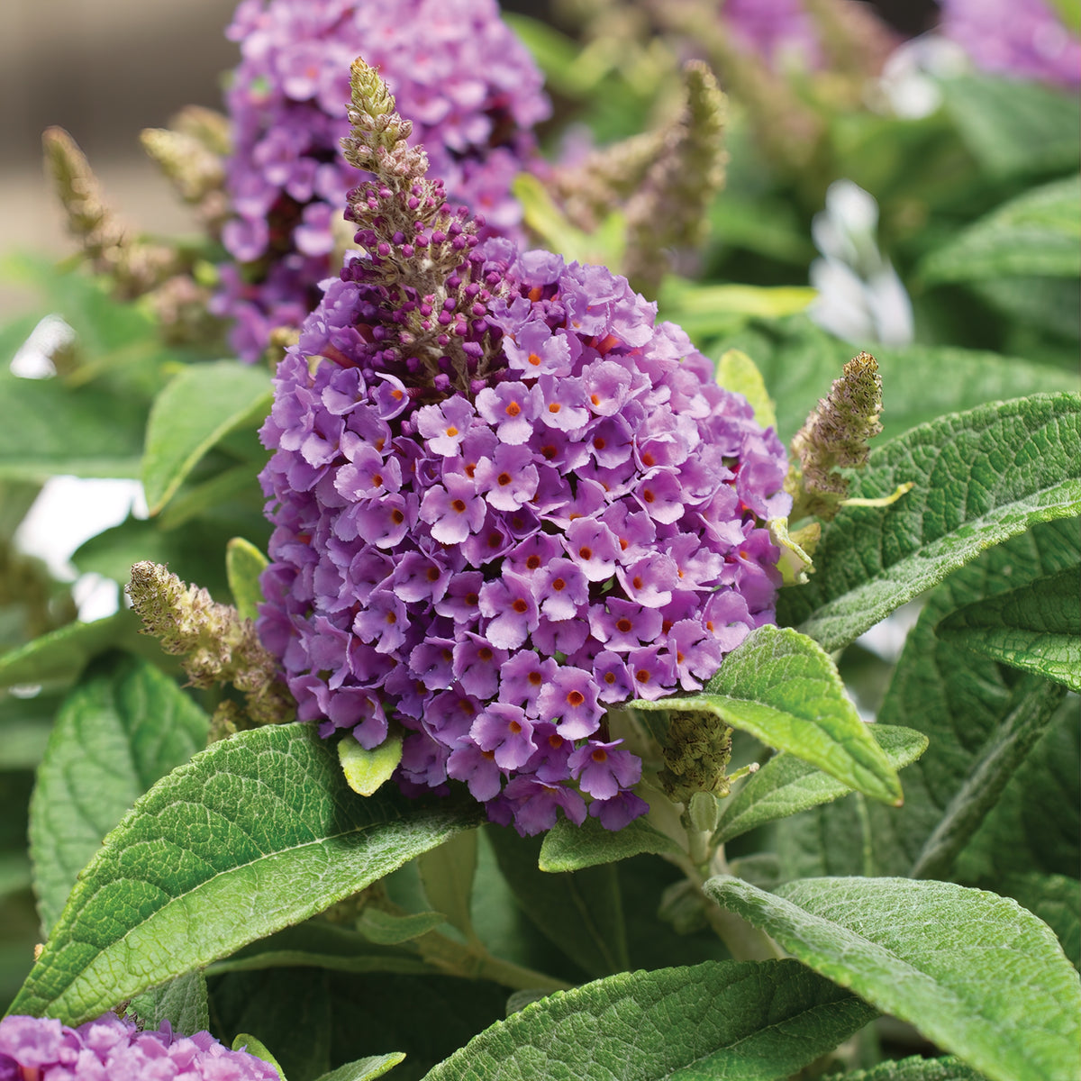 Buddleia Dapper™ Lavender Butterfly Bush - 4" Pot