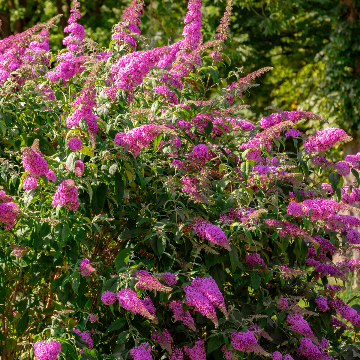 Buddleia Dapper® Pink Butterfly Bush - 4" Pot