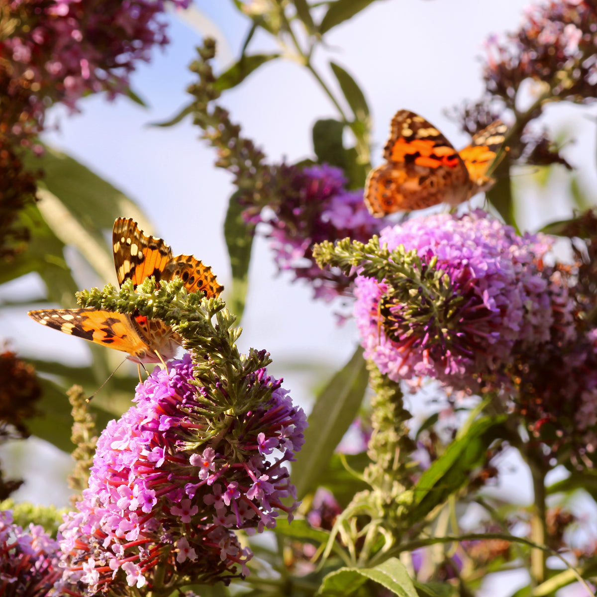 Buddleia Dapper® Pink Butterfly Bush - 4" Pot