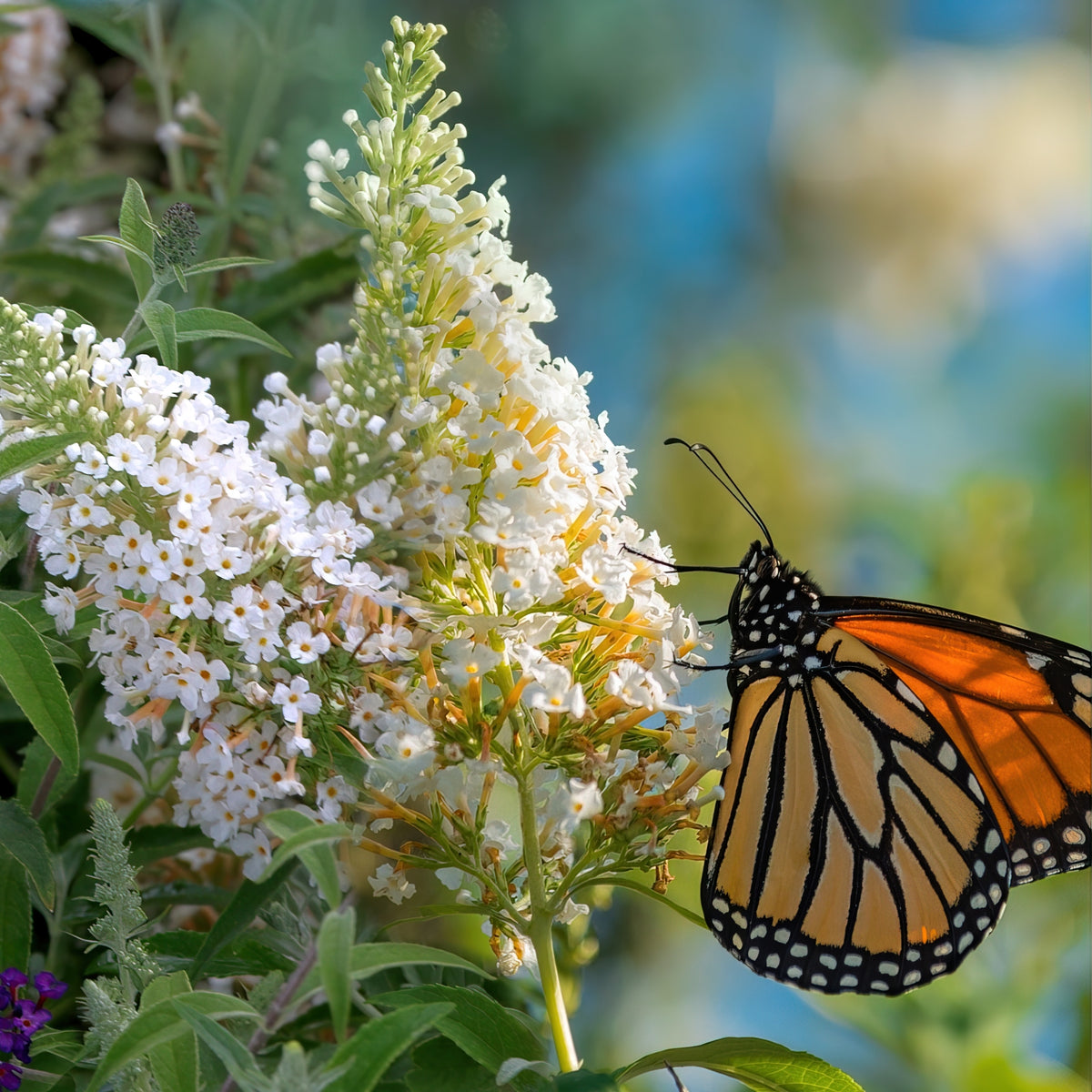 Buddleia Dapper™ White Butterfly Bush - 4" Pot
