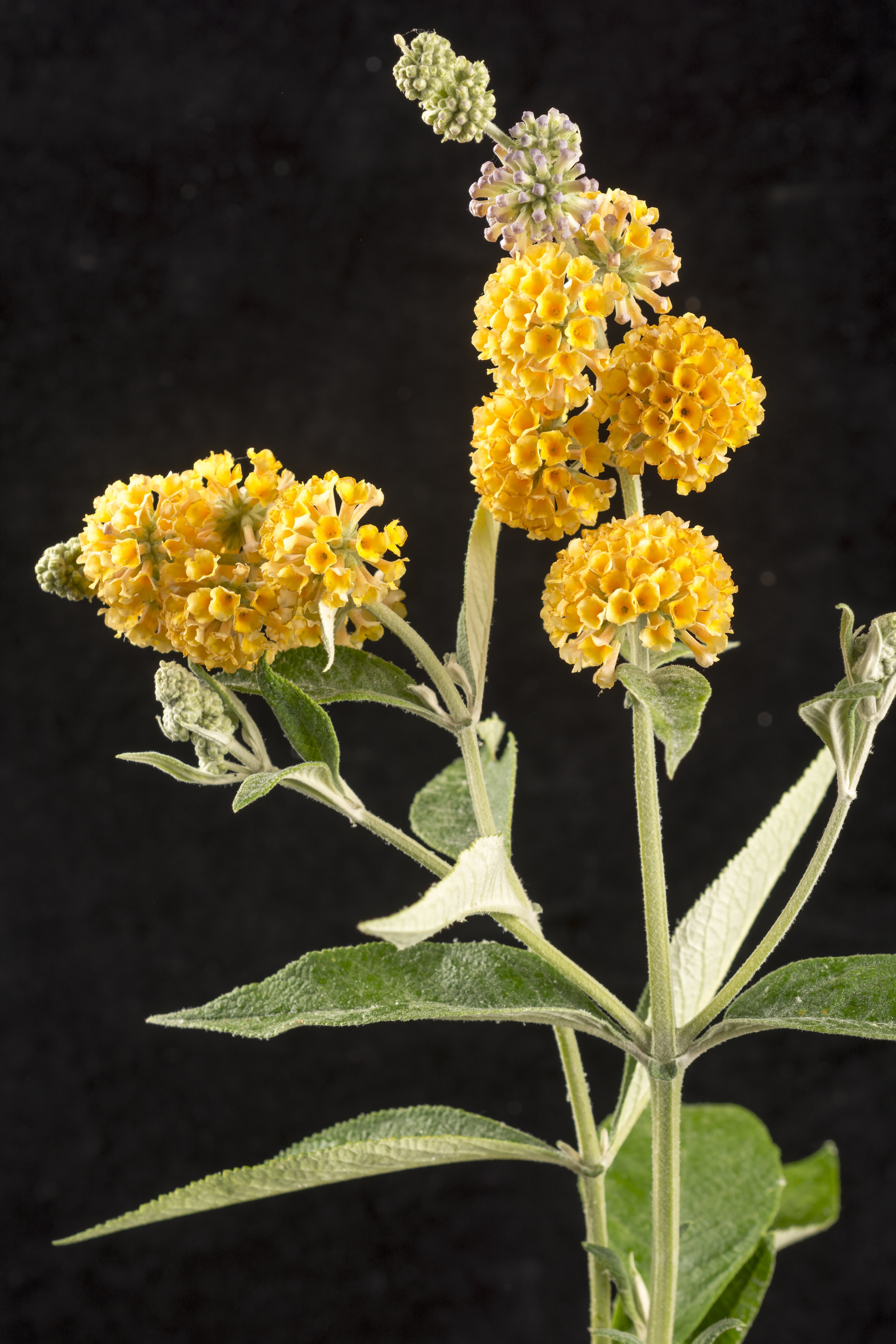 Buddleia 'Honeycomb' - 1G Pot