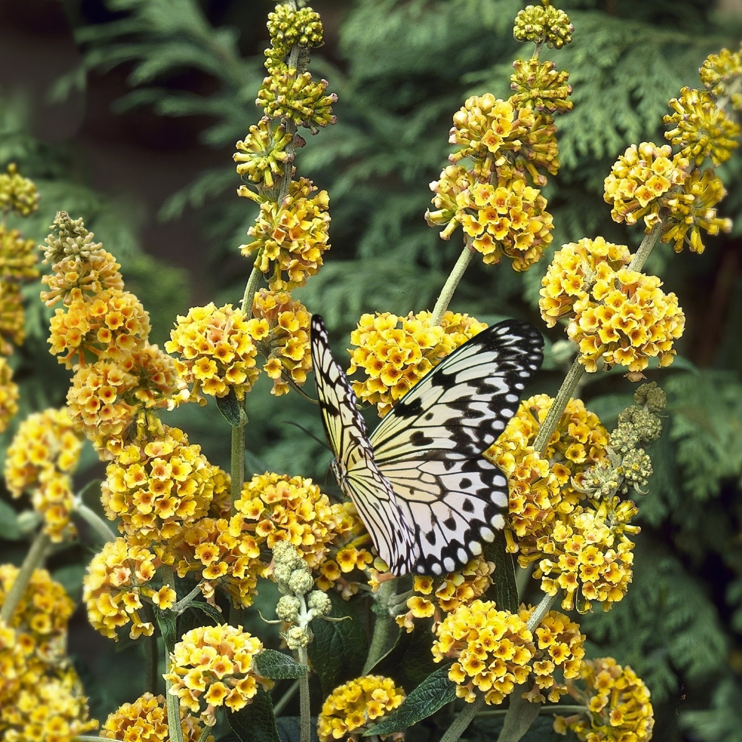 Buddleia 'Honeycomb' - 1G Pot