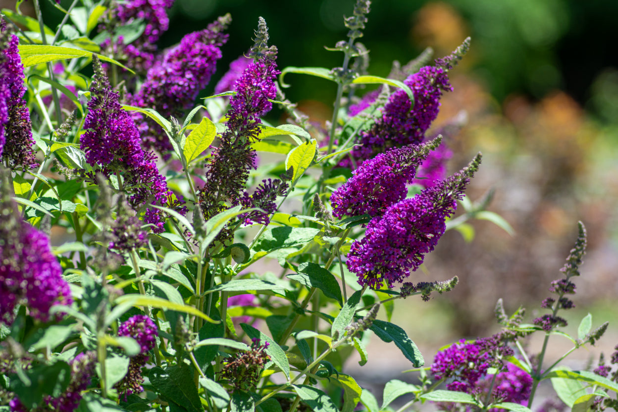 Buddleia 'Royal Razz' Butterfly Bush - 3G Pot