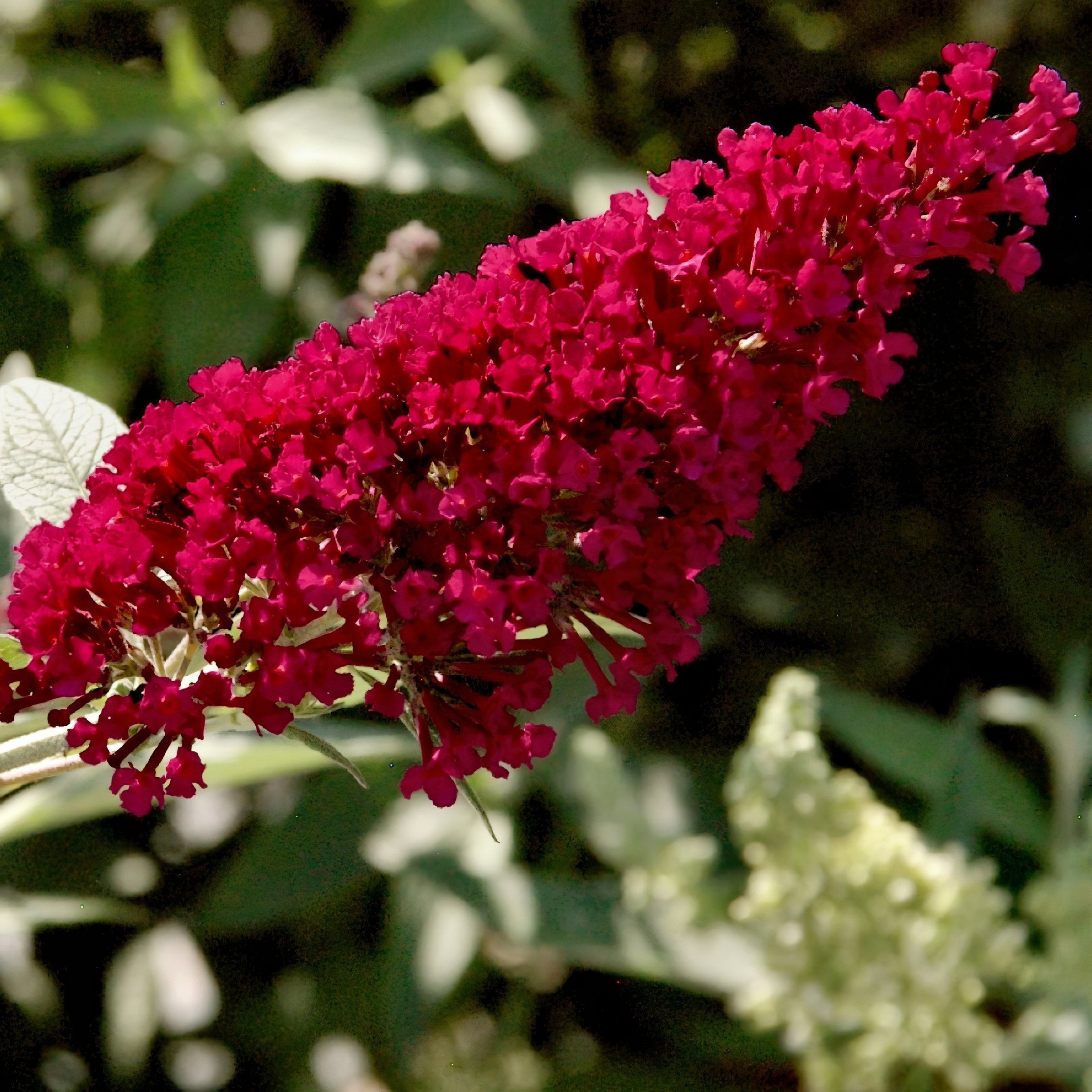 Royal Red' Butterfly Bush - 1 Gallon Pot
