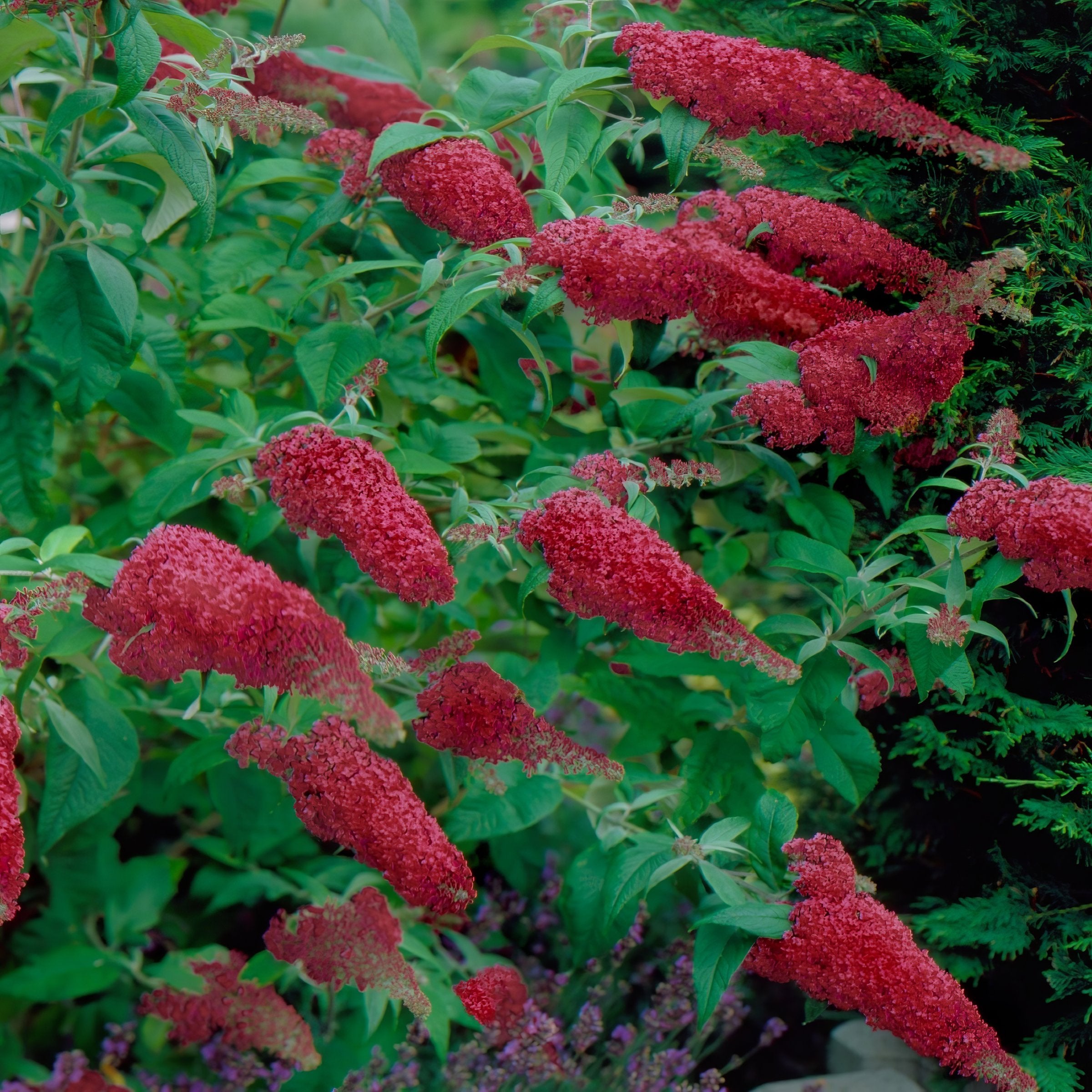 Royal Red' Butterfly Bush - 1 Gallon Pot