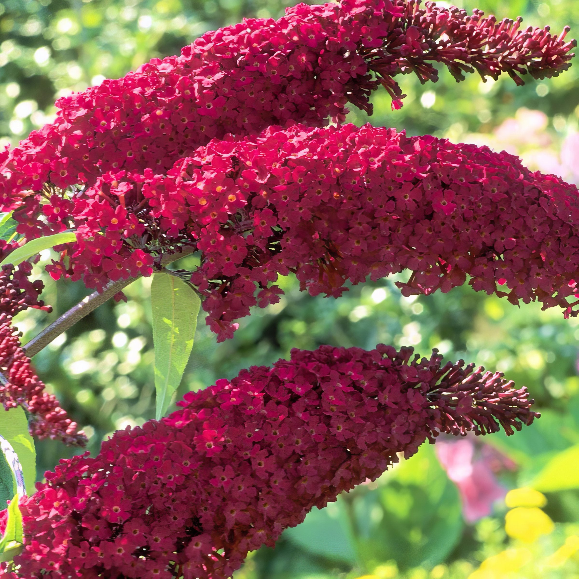Royal Red' Butterfly Bush - 1 Gallon Pot