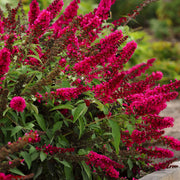 Royal Red' Butterfly Bush - 1 Gallon Pot