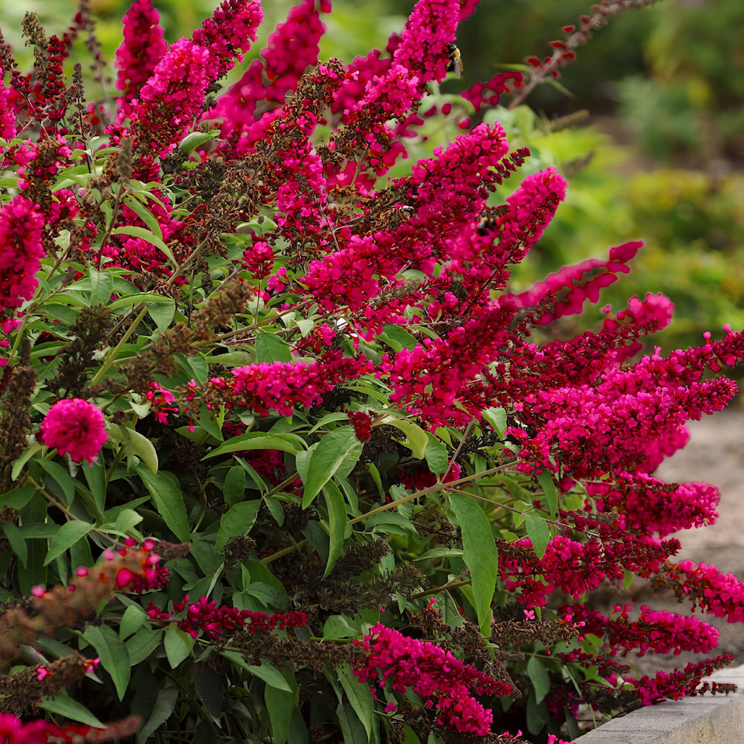 Royal Red' Butterfly Bush - 1 Gallon Pot