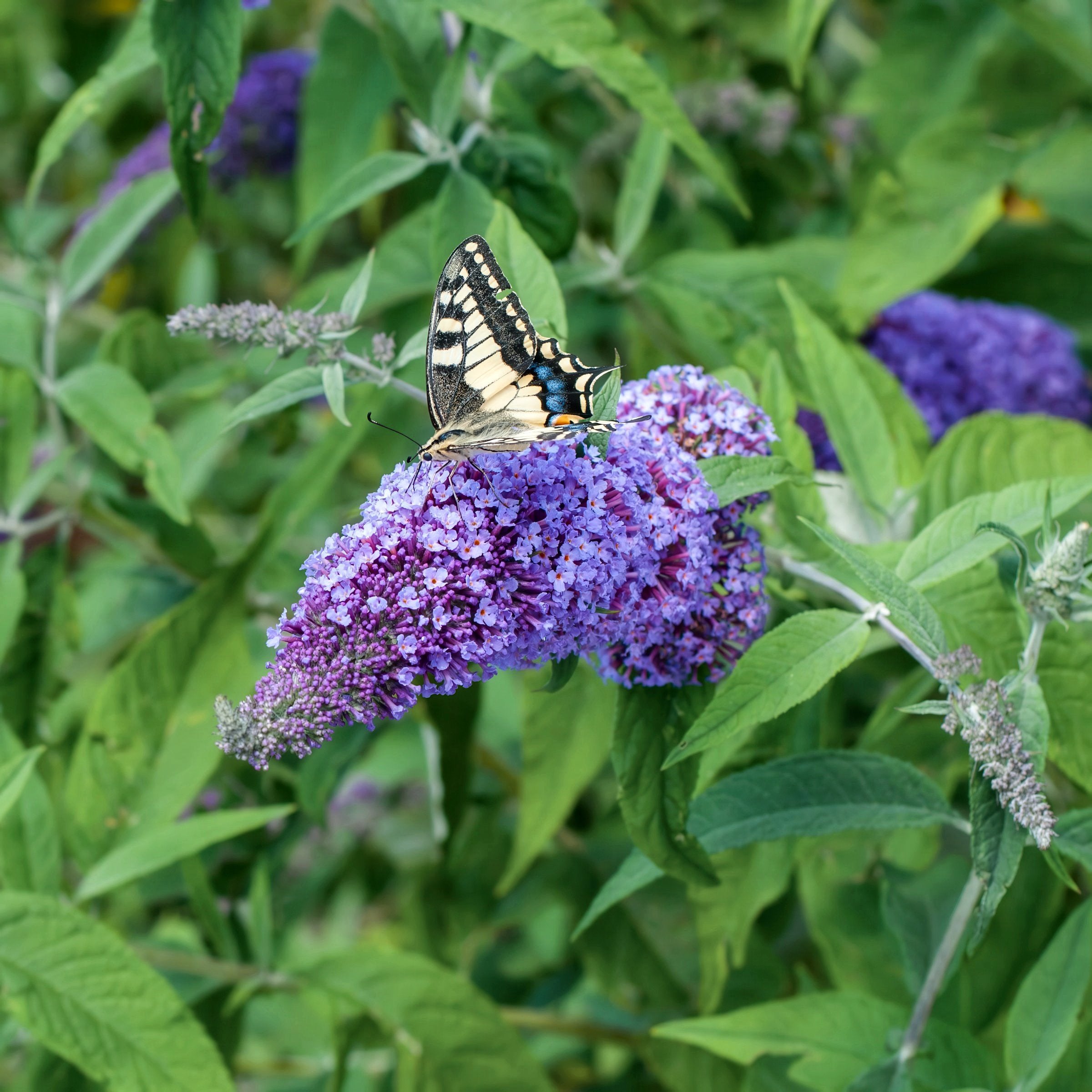 True Blue' Butterfly Bush- 3Gallon Pot (PICK UP ONLY)