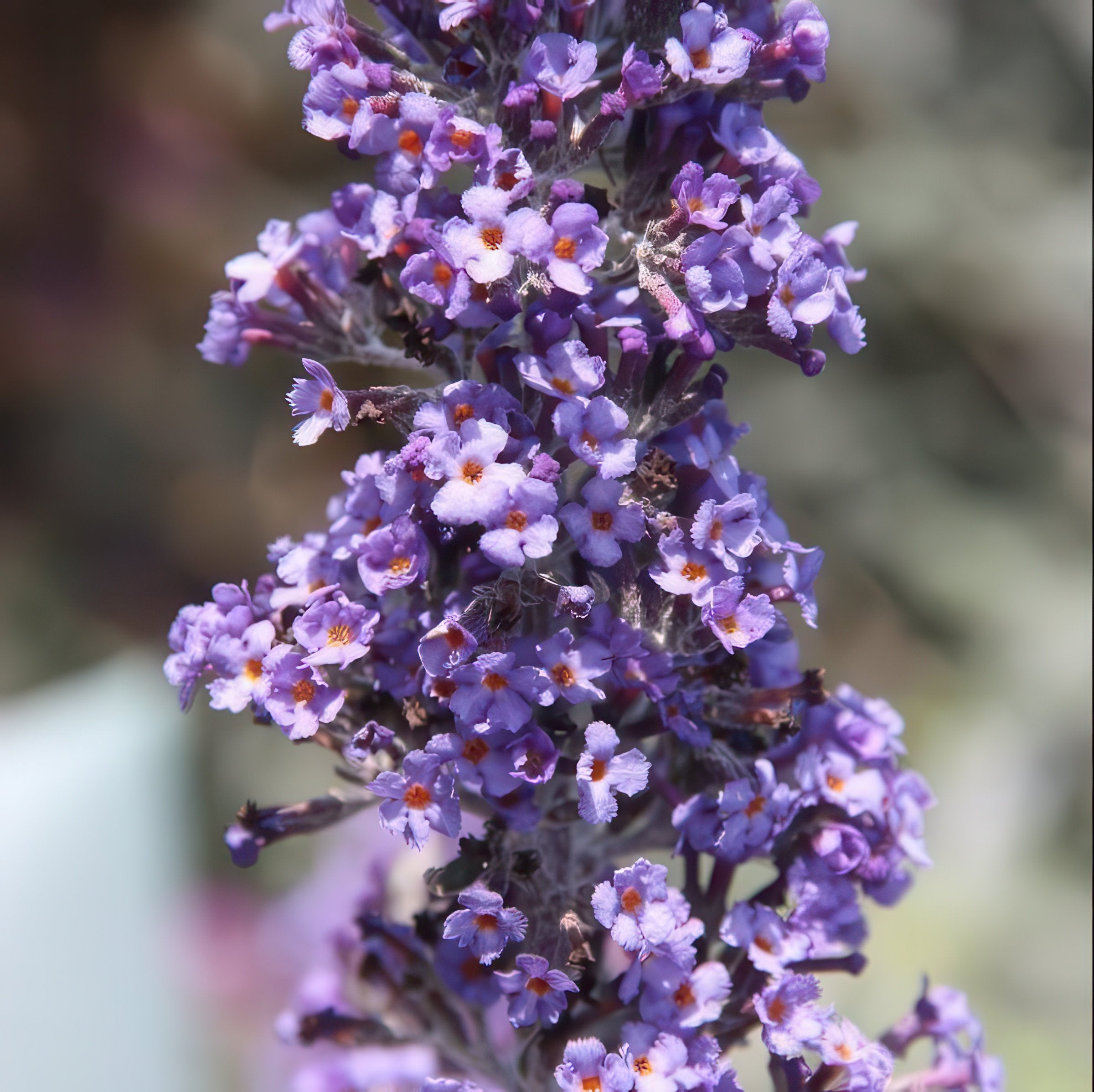 Cottage Farms Direct