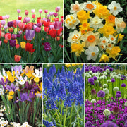 55-Piece Bulb Garden - • 10 Tulips, 10 Daffodils, 10 Muscari, 10 Dutch Iris, and 15 Allium bulbs, Assorted Varieties