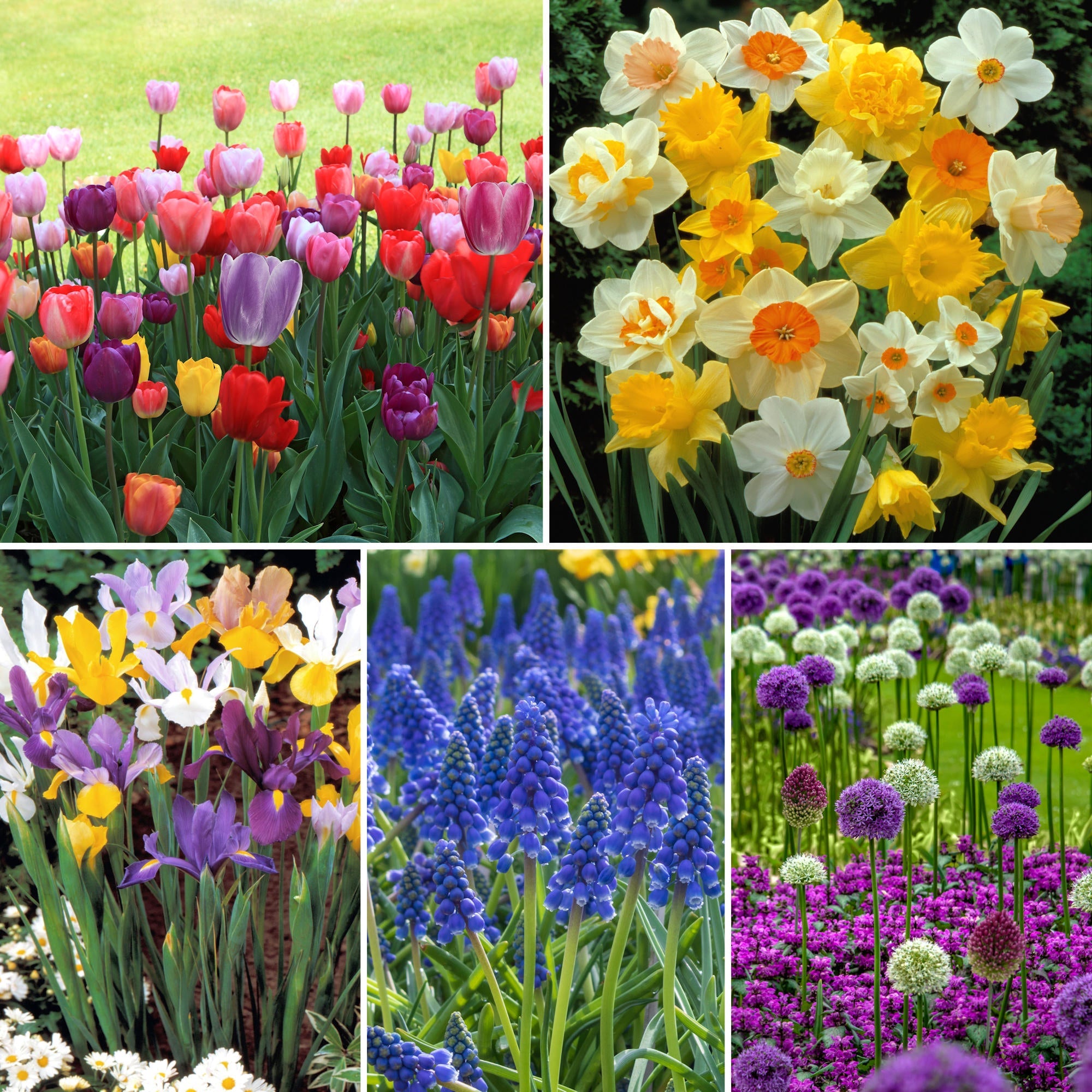 55-Piece Bulb Garden - • 10 Tulips, 10 Daffodils, 10 Muscari, 10 Dutch Iris, and 15 Allium bulbs, Assorted Varieties