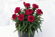 Dianthus caryophyllus Oscar® Dark Red - 4" Pot, SPRING PREORDER
