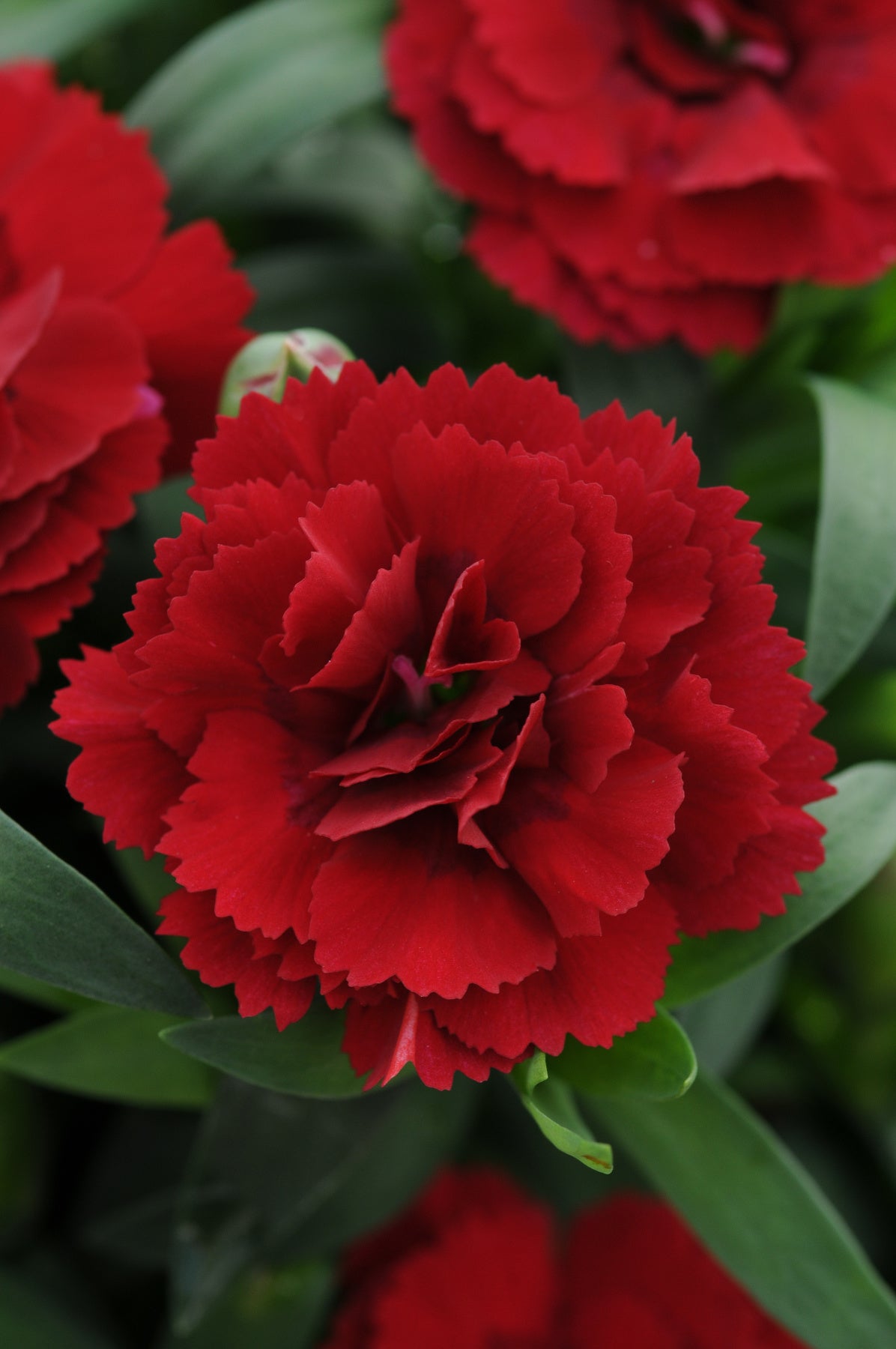 Dianthus caryophyllus Oscar® Dark Red - 4" Pot, SPRING PREORDER