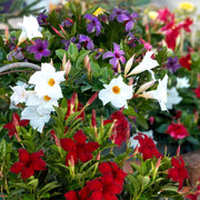 Sizzling Summer Trumpet Vines - 4" Pot (Bluephoria, Deep Red and White)