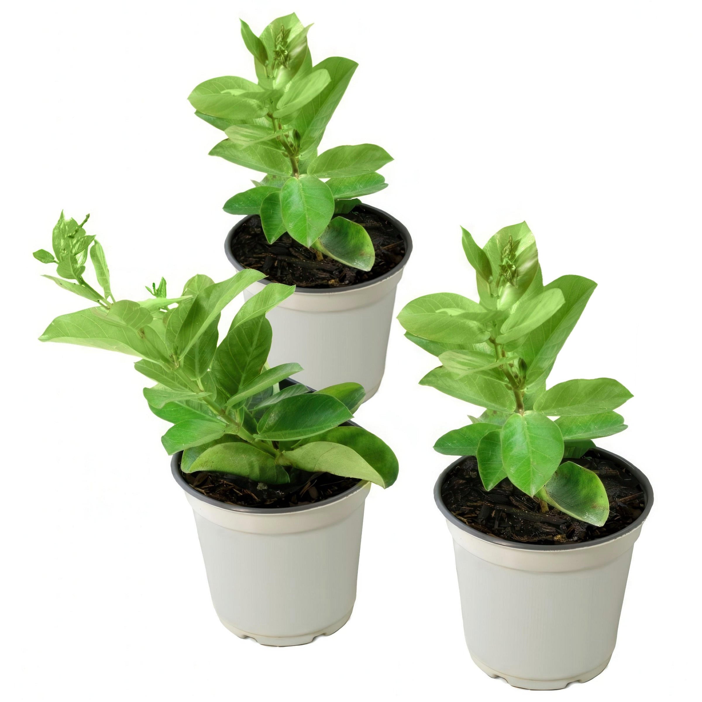 Sizzling Summer Trumpet Vines - 4" Pot (Bluephoria, Deep Red and White)