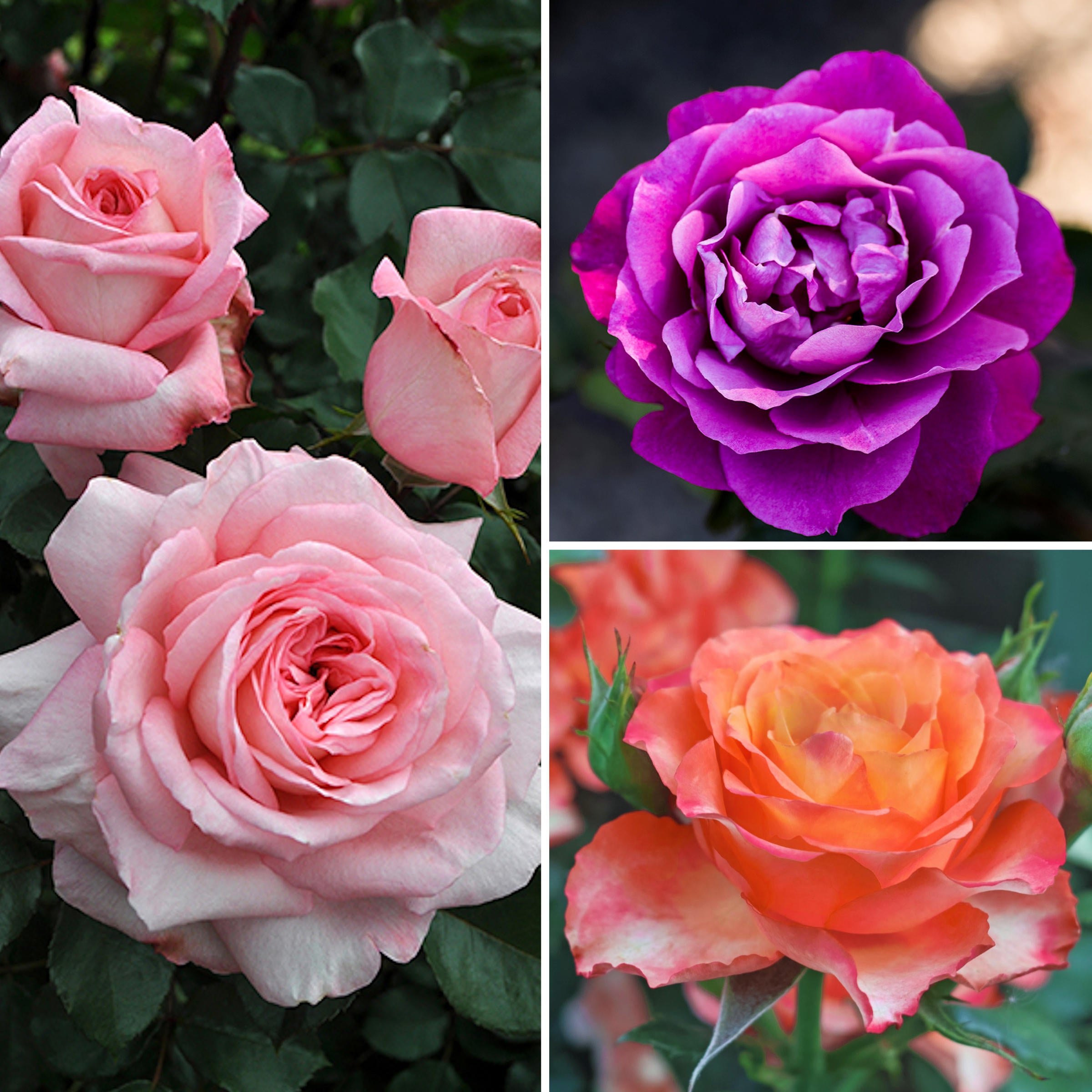 3-Piece Easy-to-Grow Fragrance Roses