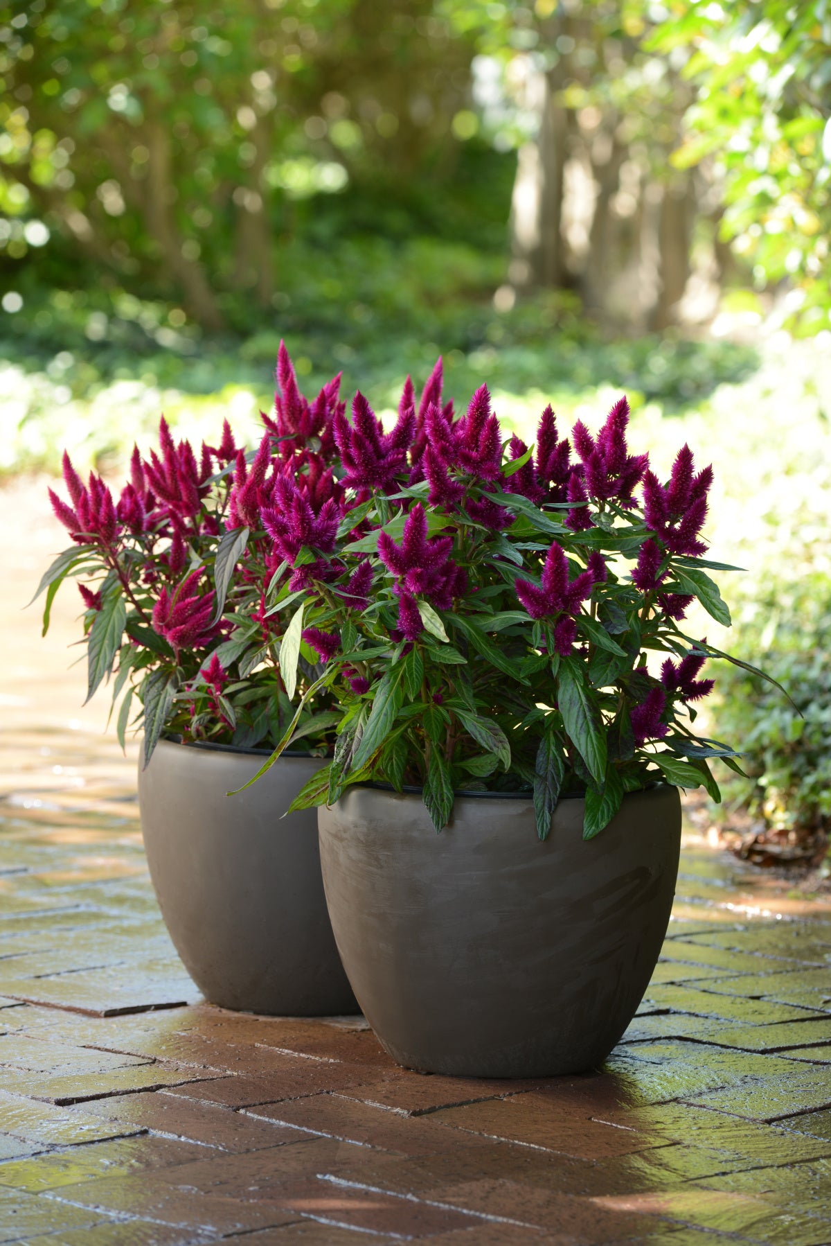 potted outdoor plants delivered Patio Plant Club