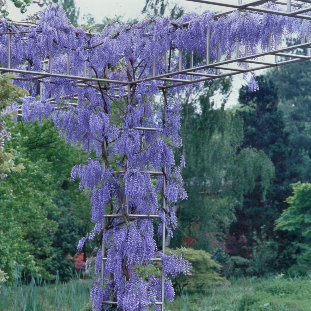 Blue Wisteria - 1 Gallon Pot