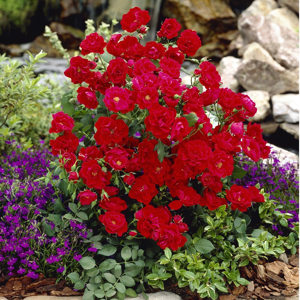 Patriot Song Mini Rose - 2.5" Pot
