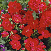 Patriot Song Mini Rose - 2.5" Pot