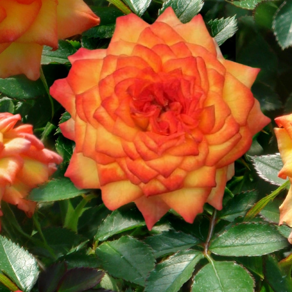 Ring of Fire Mini Rose - 2.5" Pots