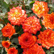 Ring of Fire Mini Rose - 2.5" Pots