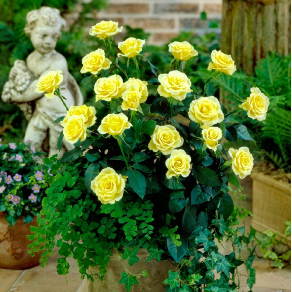 Rise and Shine Mini Rose - 2.5" Pot