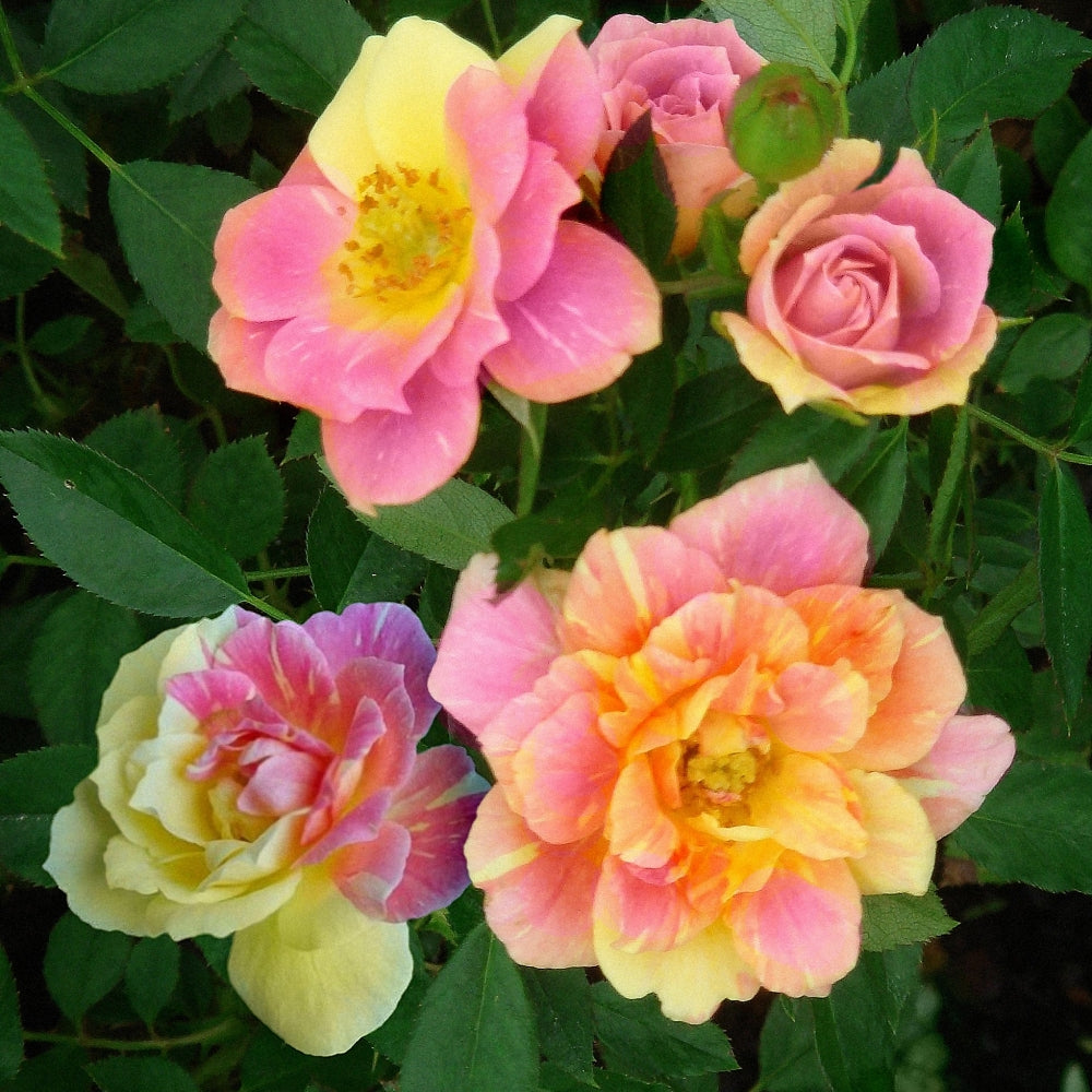 Splish Splash Mini Rose - 2.5" Pot