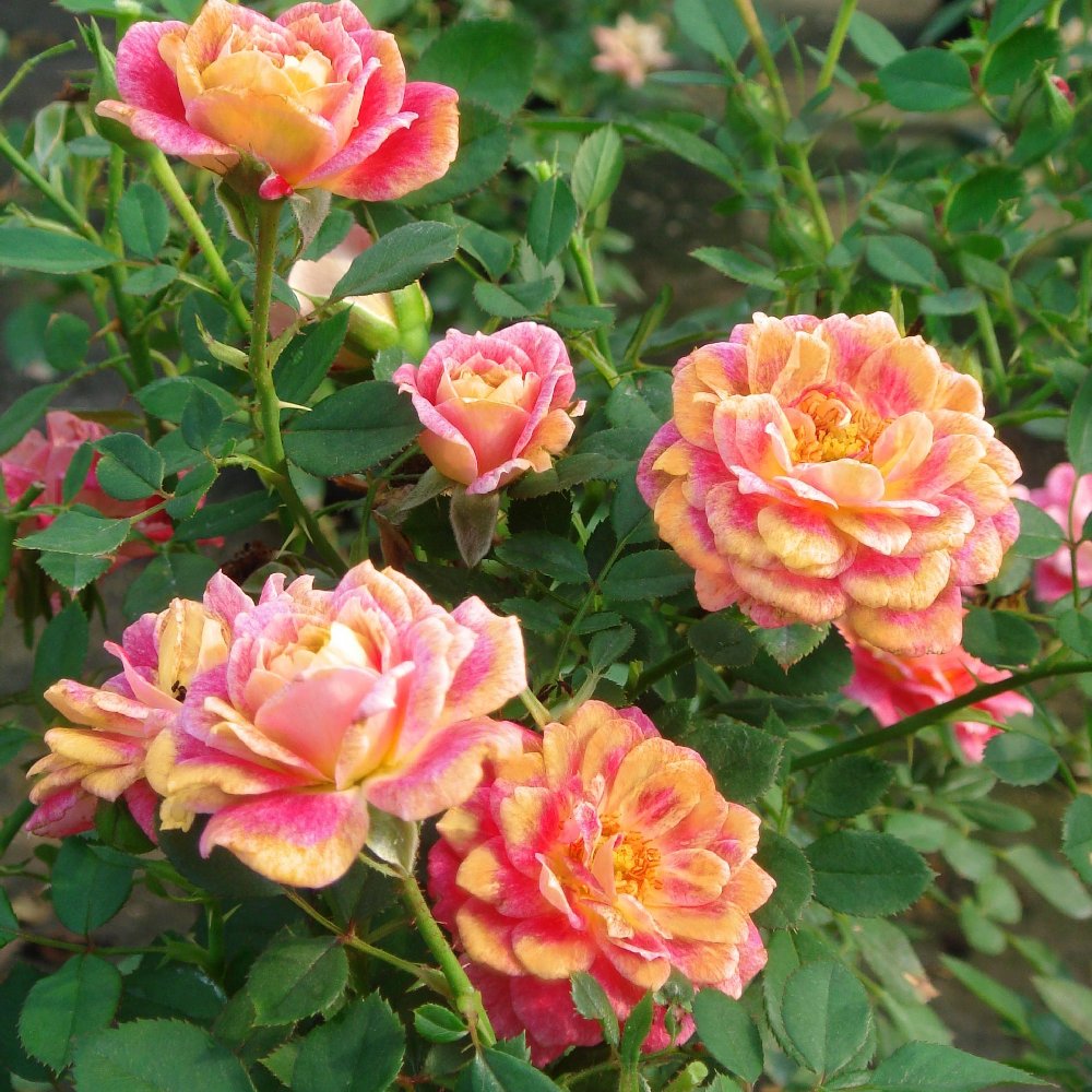 Splish Splash Mini Rose - 2.5" Pot