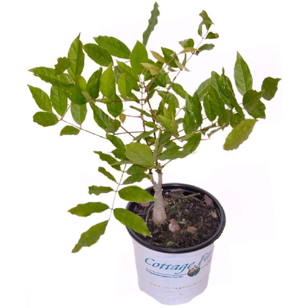 White Wisteria - 4" Pot (NOVEMBER PICK UP SALE)
